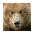 Trademark Fine Art Phburchett 'Bear Life I' Canvas Art, 35x35 WAG14255-C3535GG